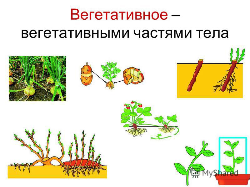 Вегетативное размножение схема процесса