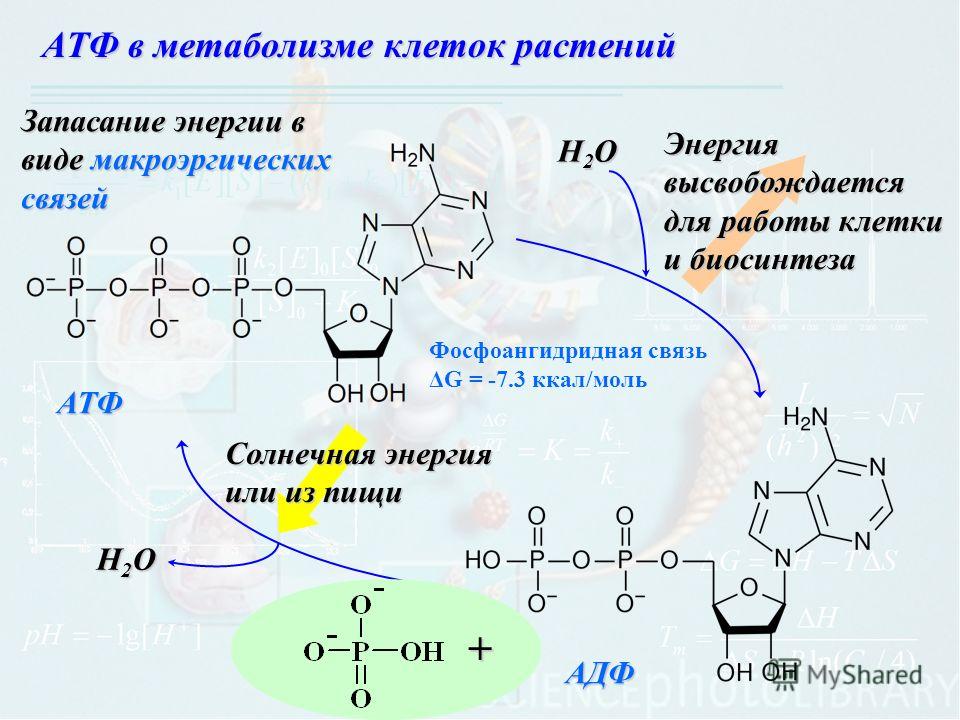 Макроэргическая связь в АТФ. Гидролиз макроэргических связей молекулы АТФ.