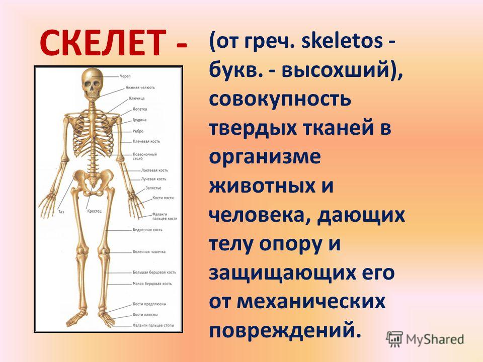 Значение скелета человека. Структура скелета человека. Строение тела человека скелет. Тема урока скелет человека.
