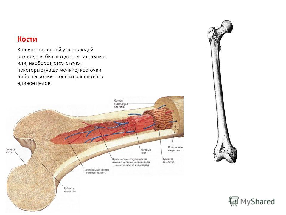 Строение костей фото