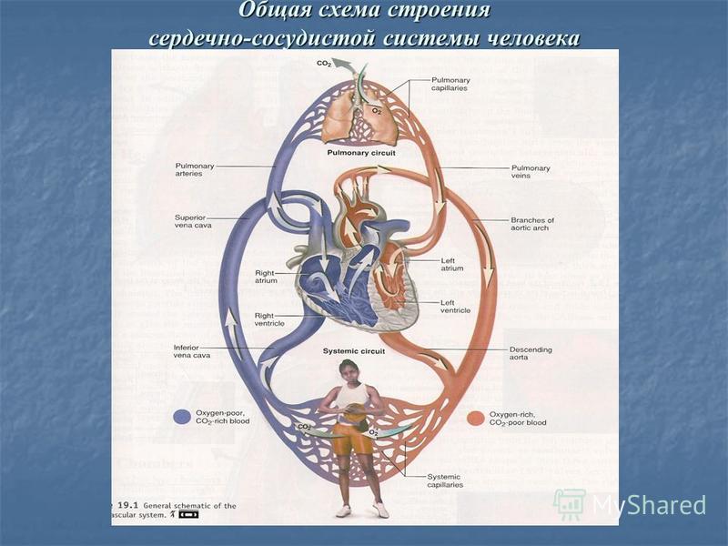 Сердечно сосудистая система биология