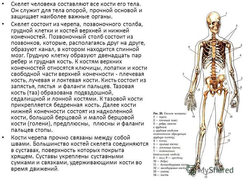 Скелет туловища состоит из