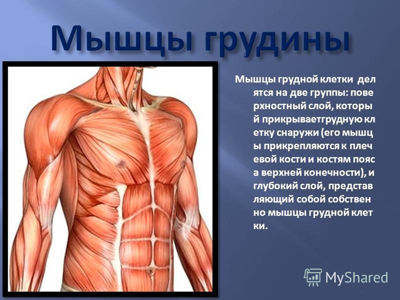 Мышцы грудной клетки