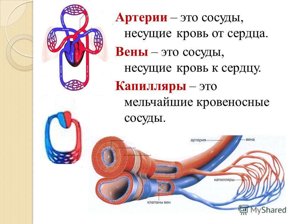 Вены и артерии человека фото