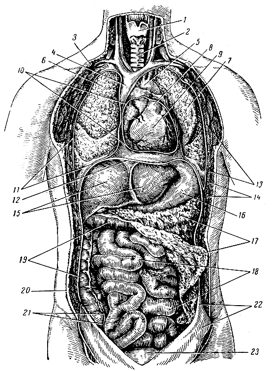 Расположение органов у человека в брюшной полости у мужчины картинка спереди фото