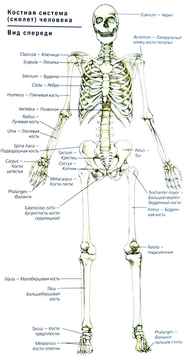 Человек латинское название. Скелет человека анатомия латынь. Строение скелета на латыни. Скелет человека с латинскими названиями. Строение скелета на латинском и русском.