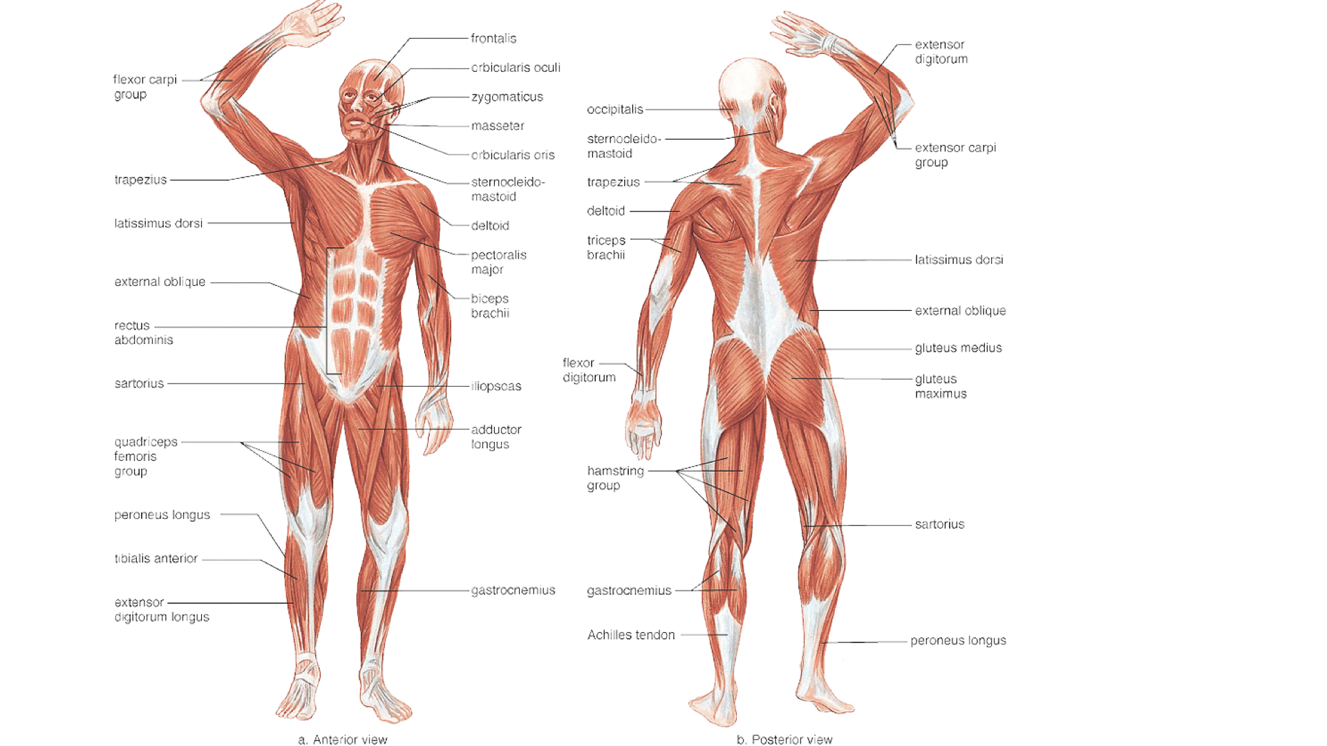Анатомия человека мышцы в картинках с описаниями