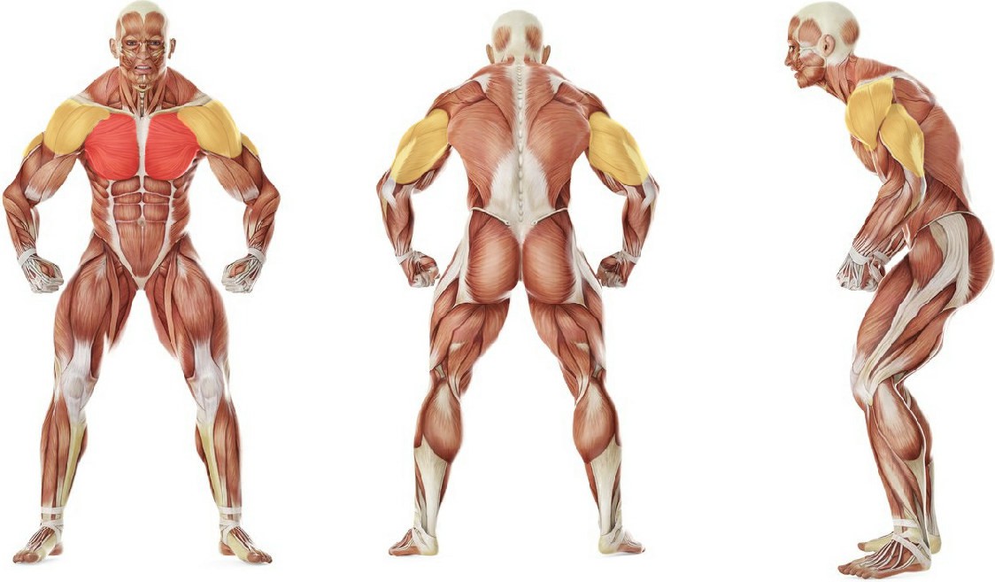 What muscles work in the exercise Push-Ups With Feet Elevated