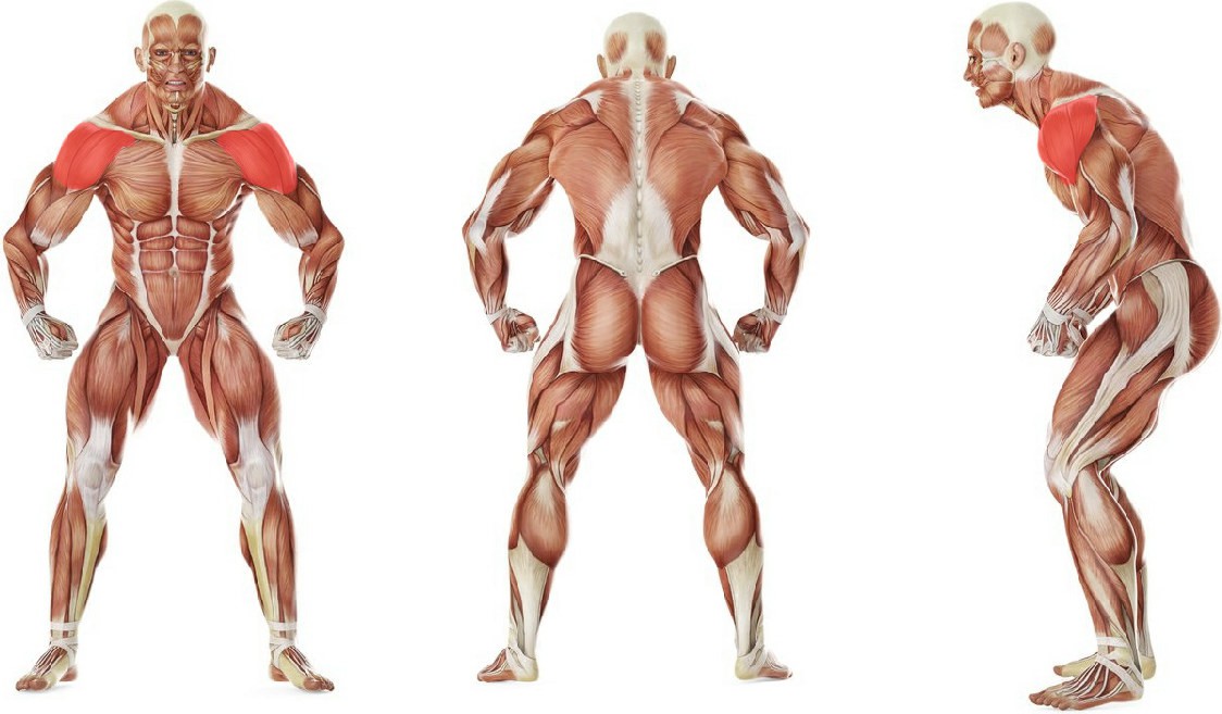Какие мышцы работают в упражнении Подъём блина перед собой