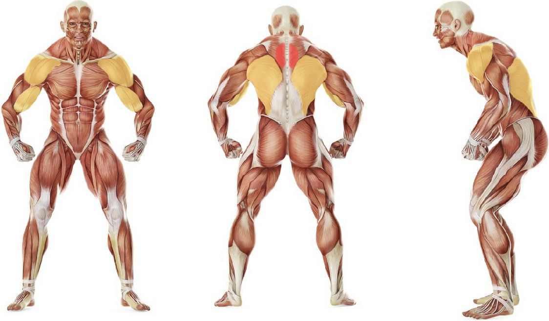 Какие мышцы работают в упражнении Тяга гантели в наклоне