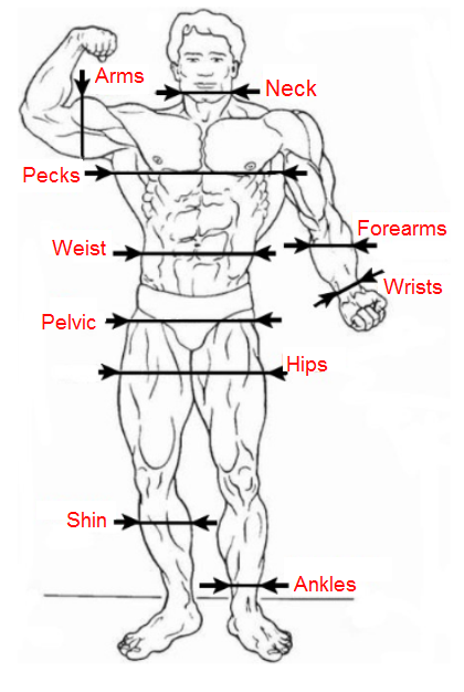 What muscles work in the exercise Close-Grip Standing Barbell Curl