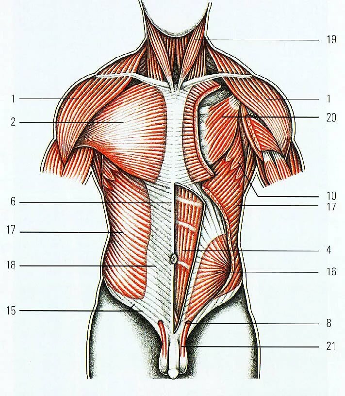Части тела на груди. Поверхностные мышцы торса анатомия. Грудные мышцы анатомия Синельников. Мышцы туловища груди живота спины. Поверхностные мышцы грудины и живота.