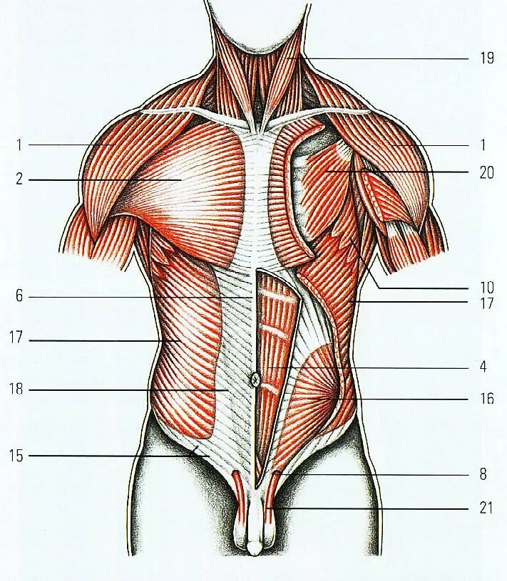 Мышцы живота рисунок. Поверхностные мышцы туловища анатомия. Мышцы живота Синельников атлас. Поверхностные мышцы грудины анатомия. Мышцы груди анатомия Синельников.