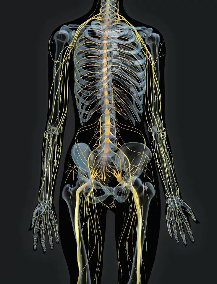Нервы картинки анатомия