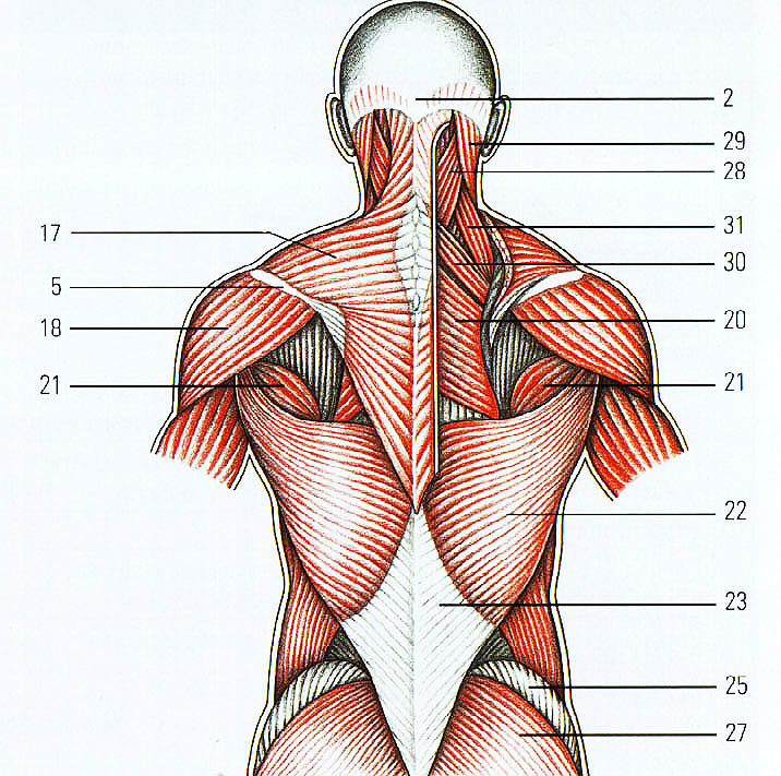 Нижний отдел спины