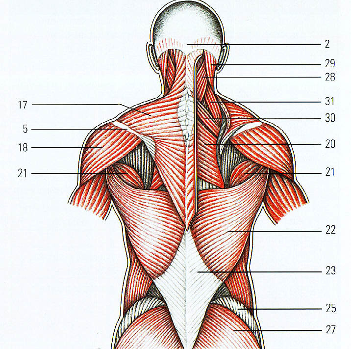 Анатомия мышц спины человека в картинках с описанием