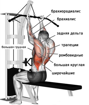 Рабочие мышцы при тяге верхнего блока