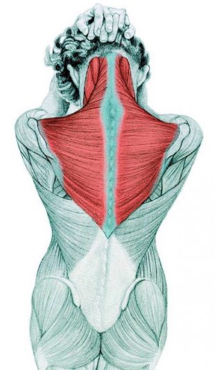 Анатомия стретчинга: растяжка сгибателей шеи