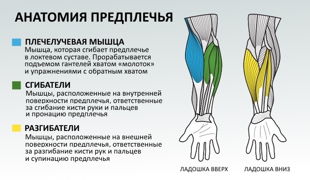 Как накачать мускулистые предплечья