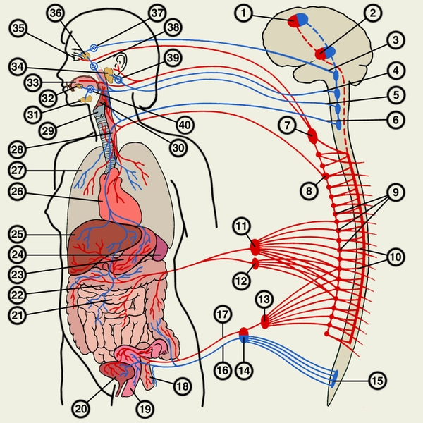 Схематическое изображение строения вегетативной нервной системы человека и иннервируемых ею органов (красным цветом изображена <a href=