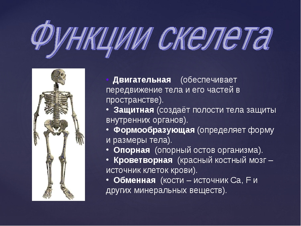 В чем заключается биология человека. Строение и функции скелета. Скелет. Функции скелета анатомия. Функции скелета 6 класс биология. Функции скелета туловища человека.