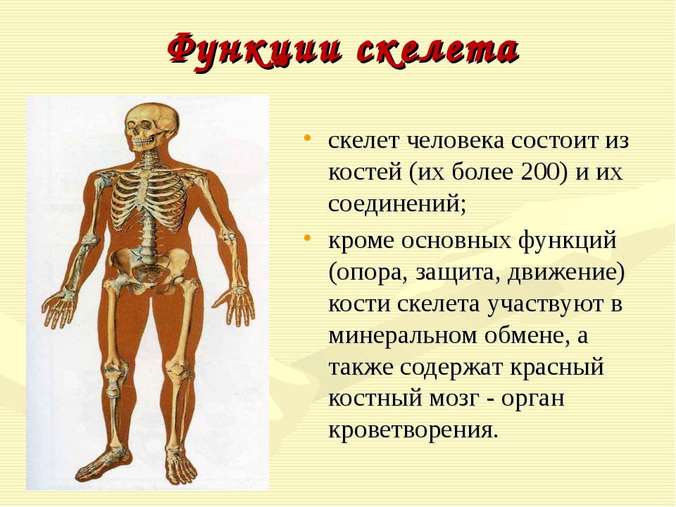 В чем заключается биология человека. Функции скелета 8 класс биология. Скелет человека биология 8 кл. Тема урока скелет человека. Скелет человека доклад.