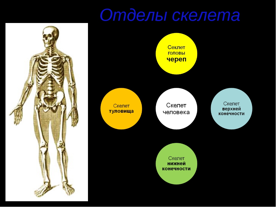 7 отделов скелета. Отделы скелета. Скелет человека состоит из отделов. Скелет отделы скелета. Назовите отделы скелета человека.