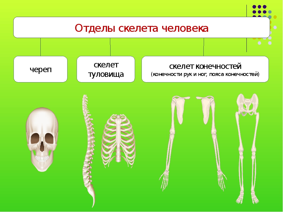 Отдел кости функции. Отделы кости человека строение. Скелет человека анатомия отделы скелета. Отделы скелета человека 8 класс биология. Строение костей скелета.