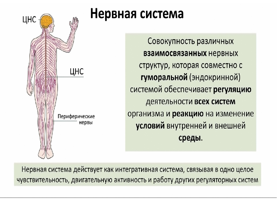 Органы периферической нервной системы человека. Нервная система человека. Строение нервной системы человека. Нервная система человека состоит из. Нервная система человека анатомия.