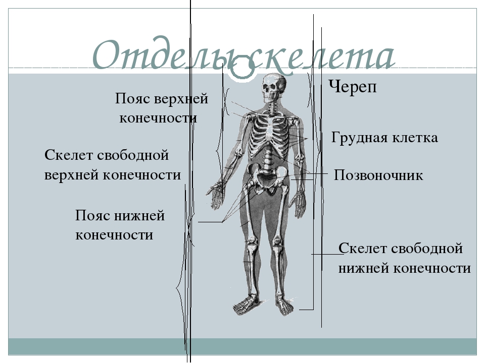 Отделы скелета пояса верхних конечностей. Отделы скелета. Отделы скелета конечностей. Скелет человека с названием костей. Скелет человека состоит из отделов.