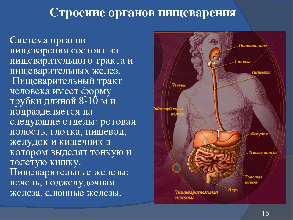 В какую систему органов входит желудок