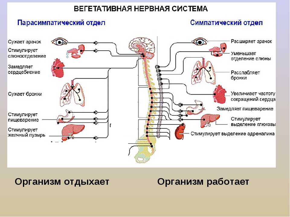 Вегетативное воздействие. Парасимпатическая нервная система таблица. Парасимпатическая нервная система схема. Вегетативная нервная система таблица симпатическая нервная система. Симпатический отдел вегетативной системы.