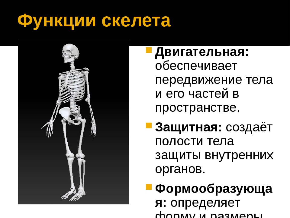 Механической функции скелета человека. Скелет и его функции.
