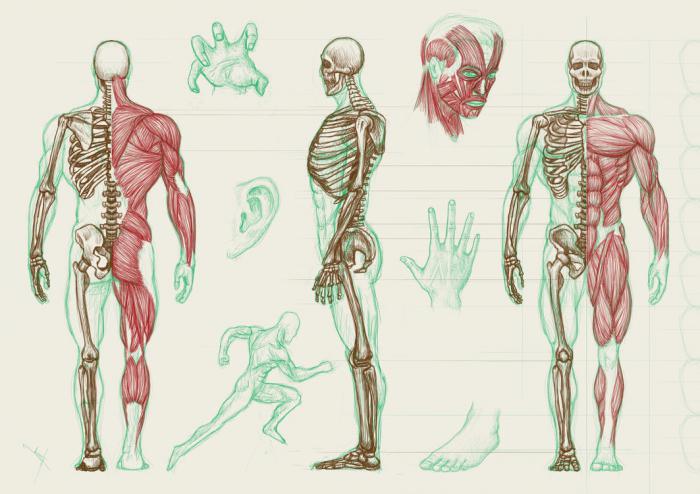 схема тел и каналов человека