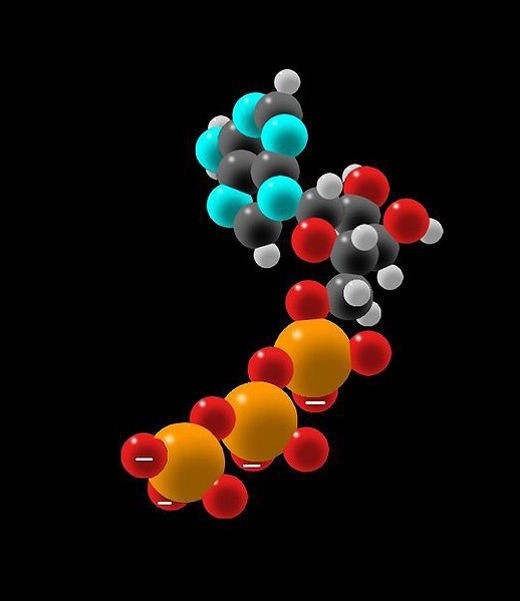 строение молекулы атф