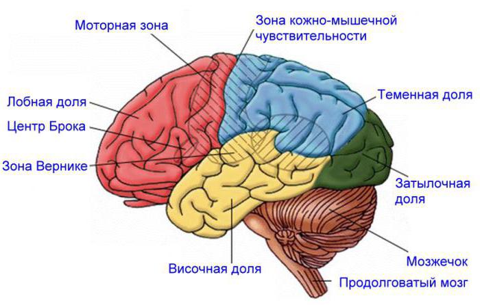  нервная система подразделяется на центральную и периферическую 