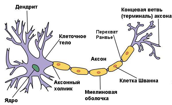 центральная периферическая вегетативная нервная система 