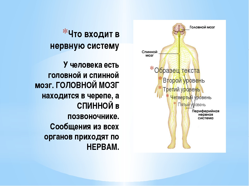 Какие органы входят в нервную систему человека. Органы нервной системы. Нервная система человека. Системы органов человека 4 класс. Нервная система человека 4 класс.