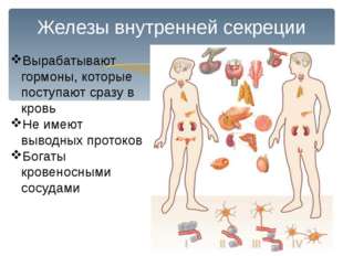 Железы внутренней секреции Вырабатывают гормоны, которые поступают сразу в кр