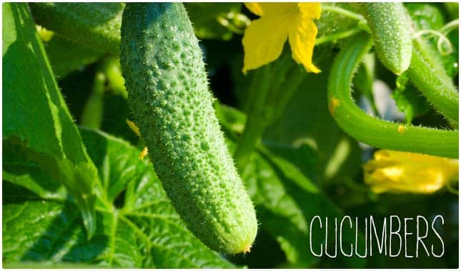 cucumbers are a negative calorie food