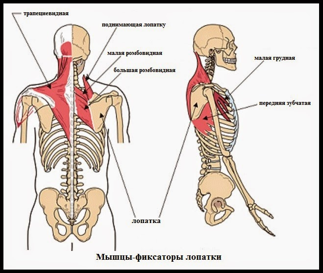 Мышцы фиксаторы лопатки. Мышцы стабилизаторы лопатки. Мышца поднимающая лопатку. Мышцы фиксирующие лопатку.