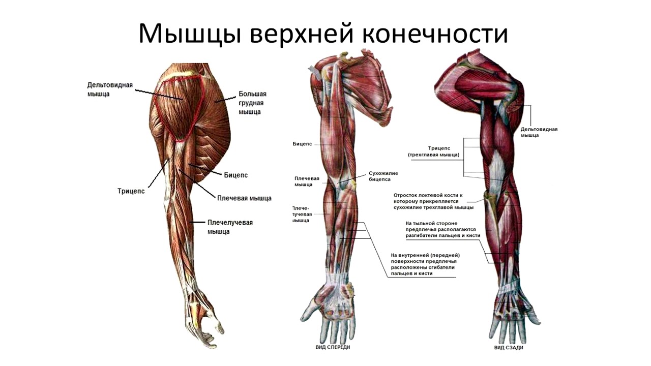 Плечо и предплечье у человека анатомия картинки фото и названия и описание