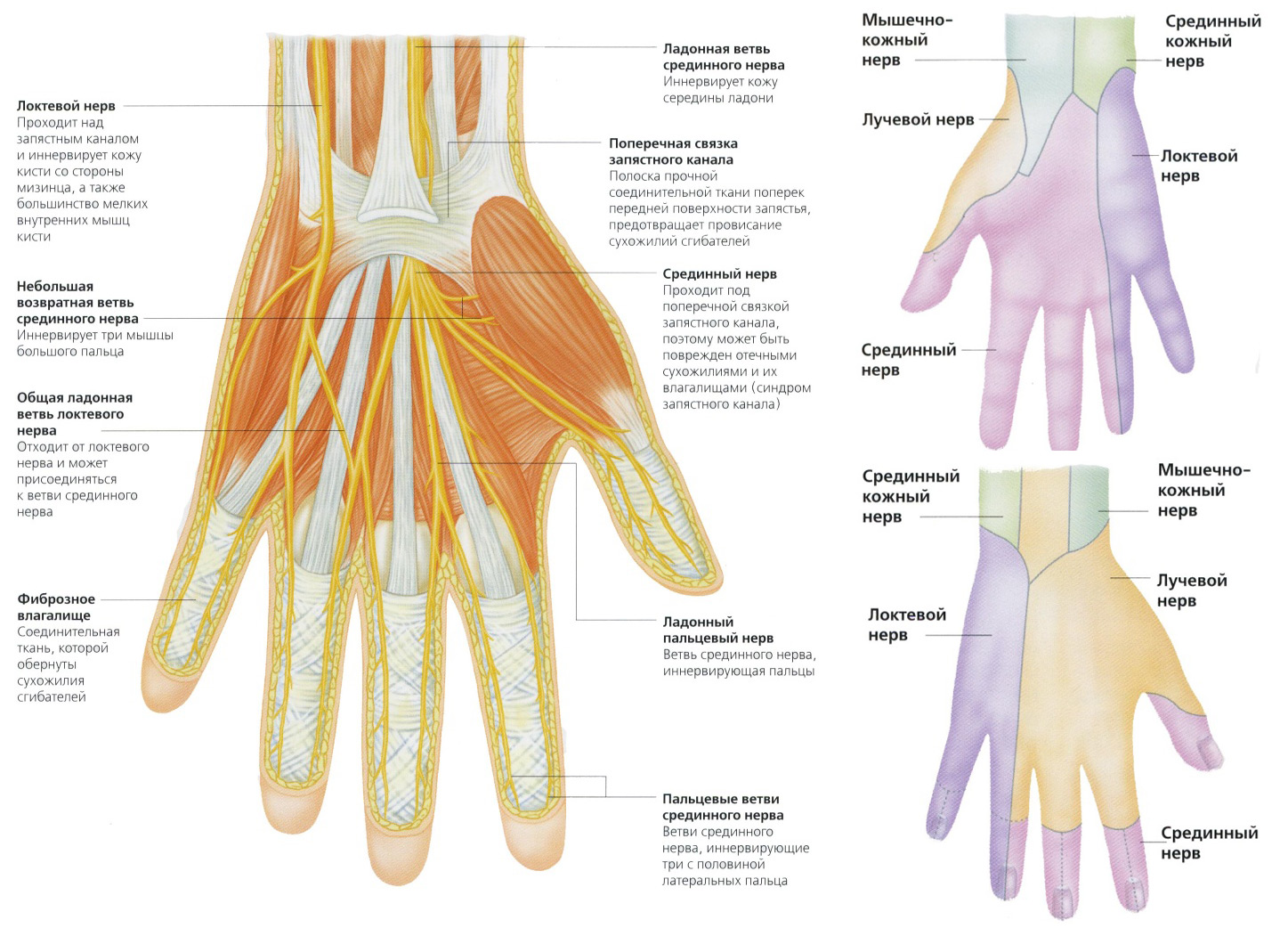 Нервные окончания на руке схема