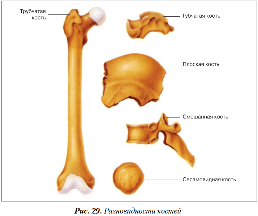 Короткие кости человека Виды костей по форме — Спортивное