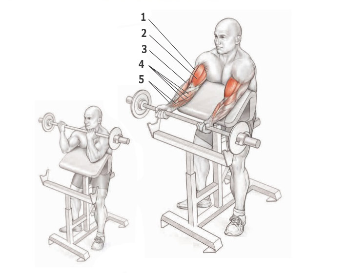 Подъем штанги на бицепс на скамье Скотта