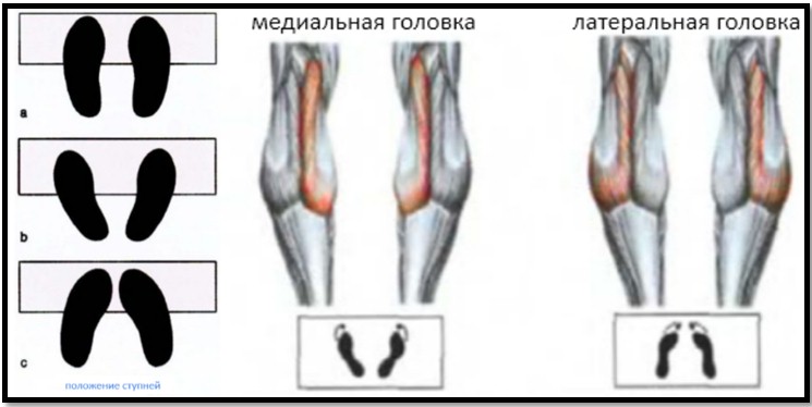 Позиция стоп при подъемах на носки и мышцы в работе