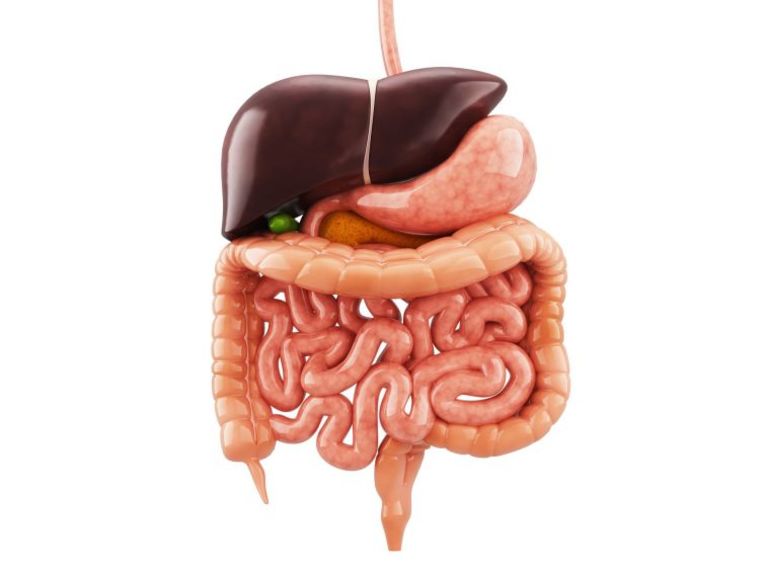 Структура желудочно-кишечного тракта