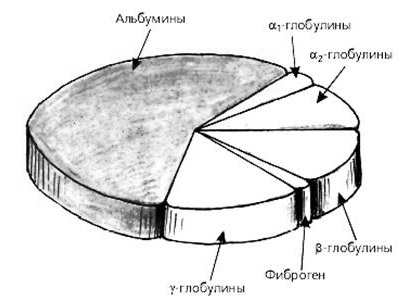 Доли белков в крови человека