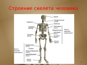 Как устроен скелет человека