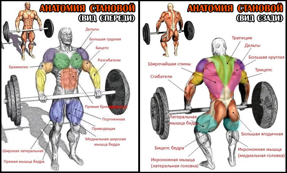 Становая тяга какие мышцы работают